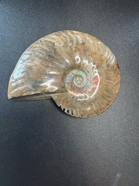 Natural Brown Ammonite Shell Fossil